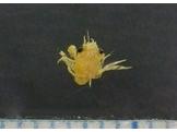 カニのなかまのメガロパ幼生　