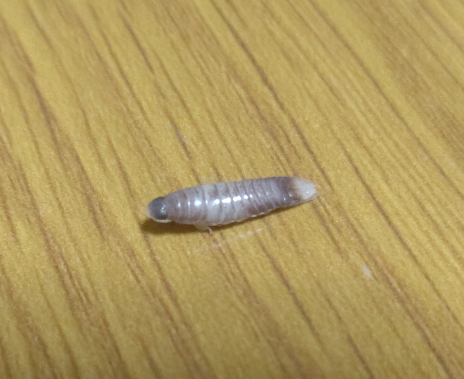 エビか何か?