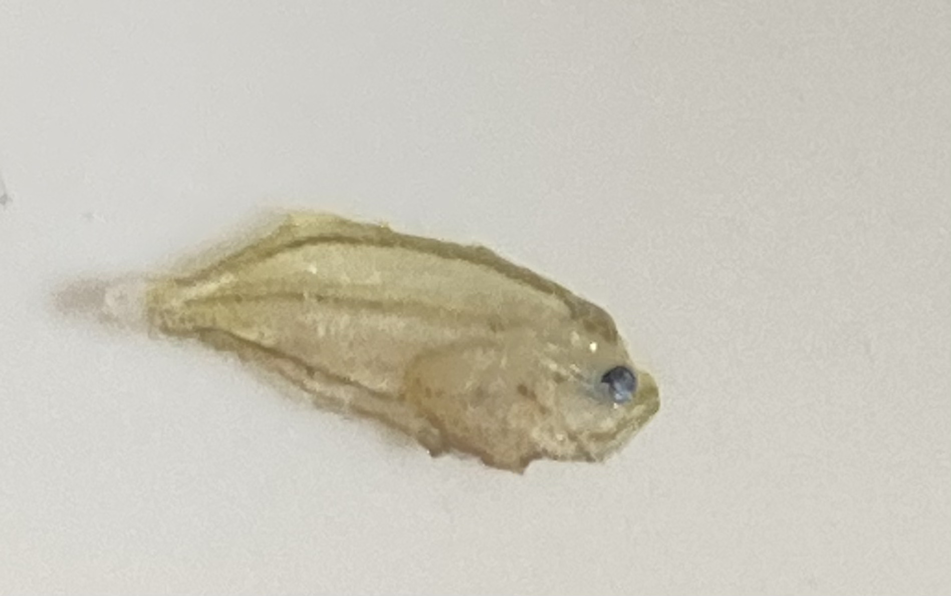 平たい魚