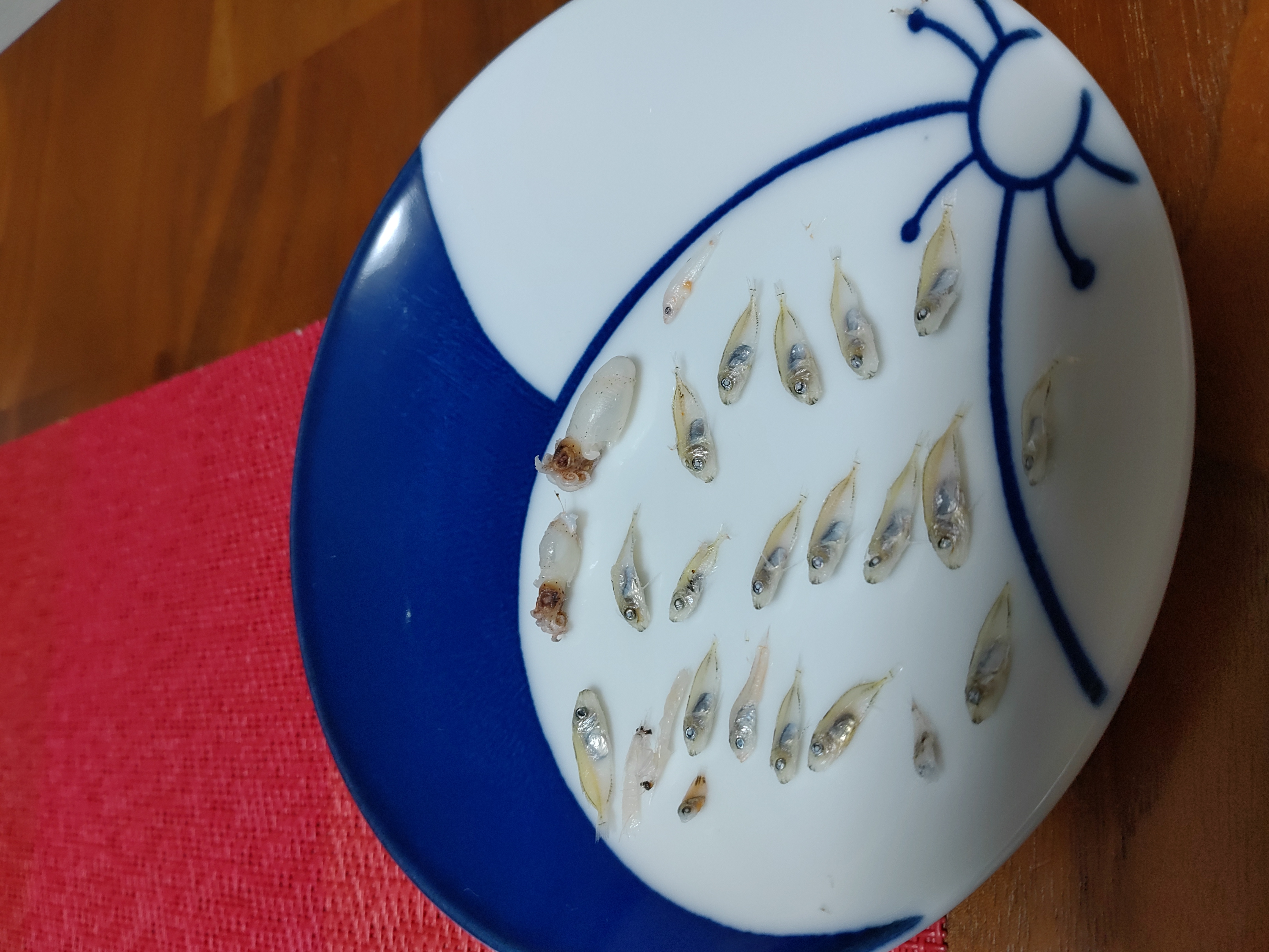 ニザダイ イカ、スズキ、シャコ
