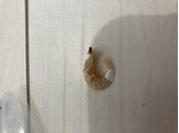 巨大エビ