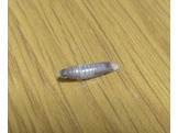 エビか何か？