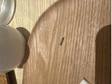 ウオノエ